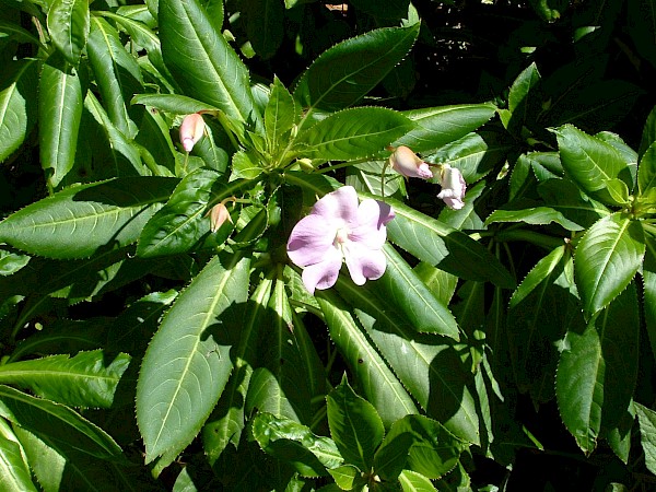 Quiz image