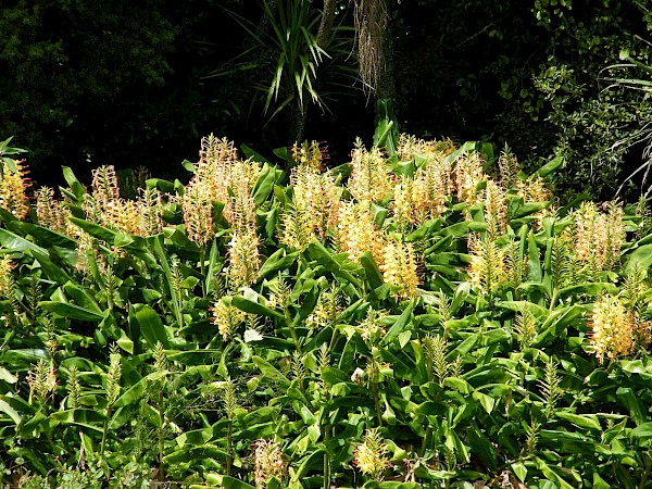 Quiz image