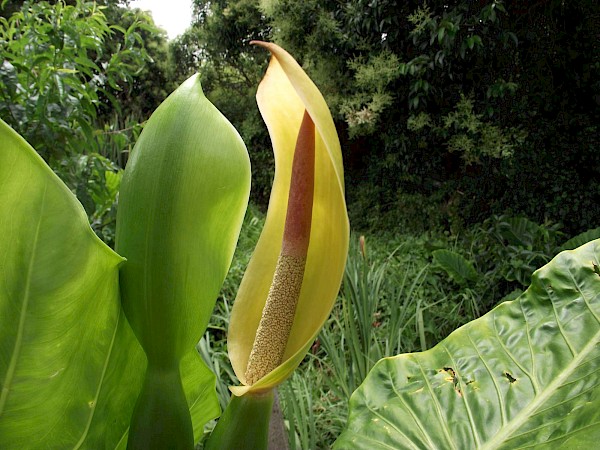 Quiz image