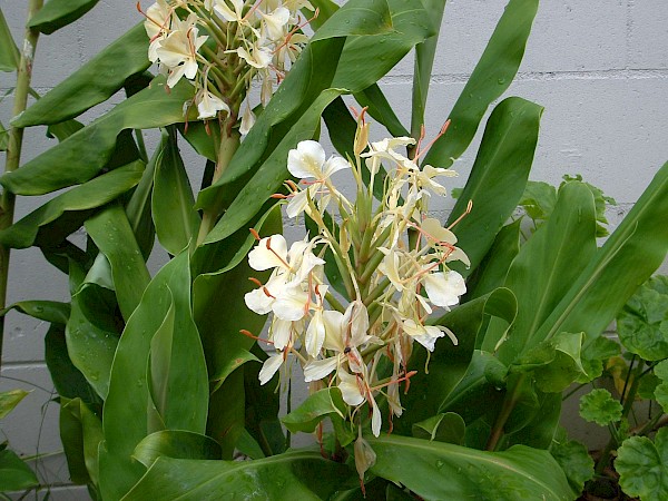 Quiz image