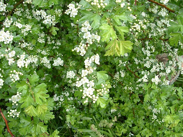 Quiz image