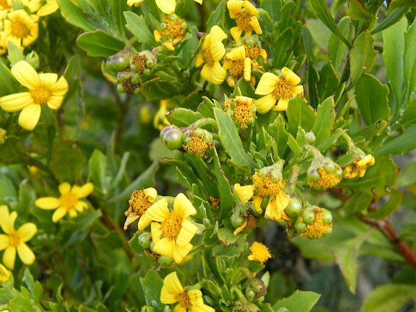 Quiz image