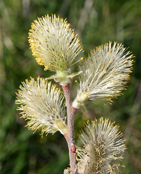Quiz image