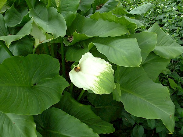 Quiz image