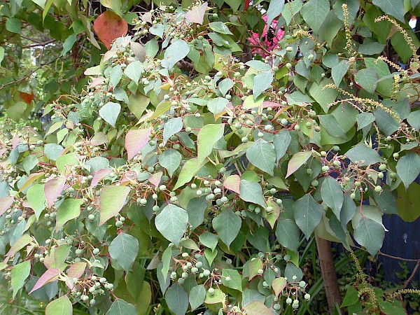 Quiz image