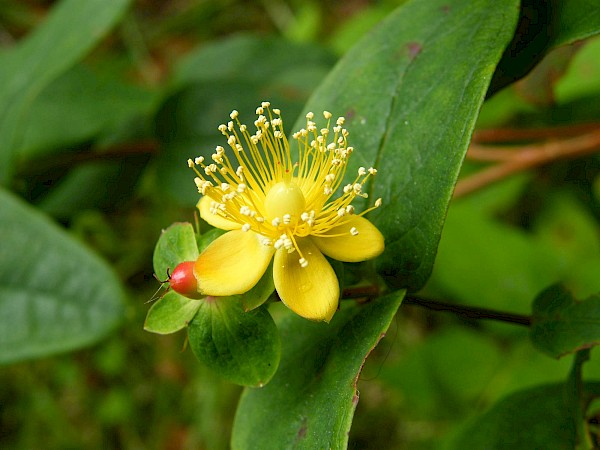 Quiz image