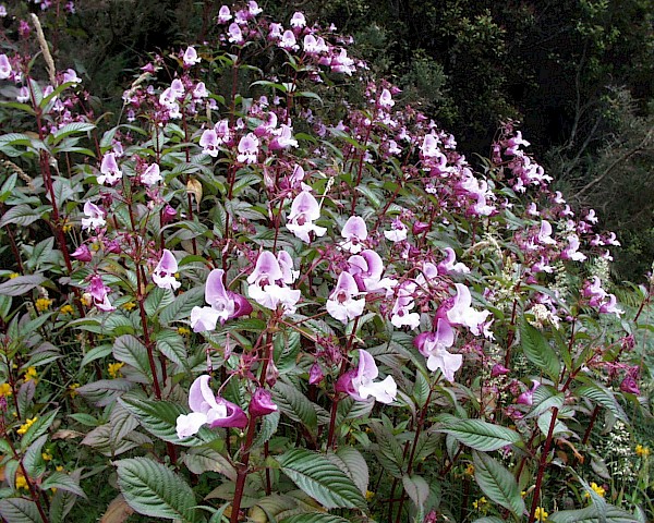 Quiz image