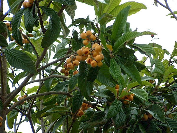 Quiz image