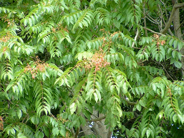 Quiz image