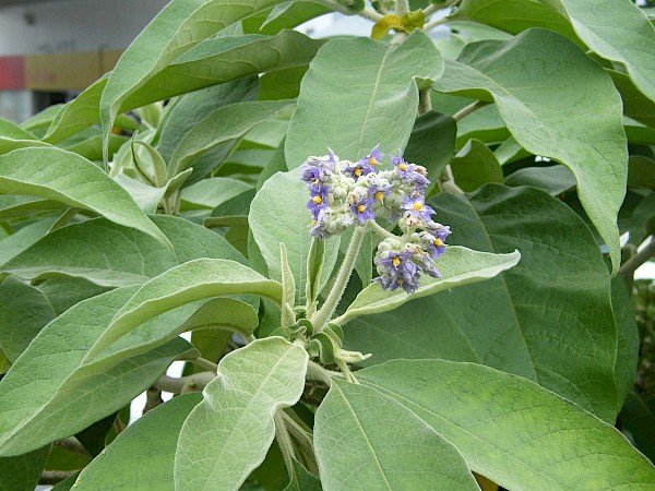 Quiz image