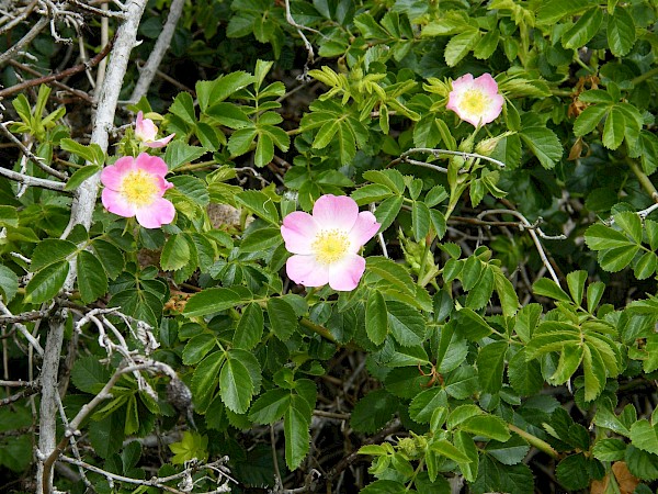 Quiz image