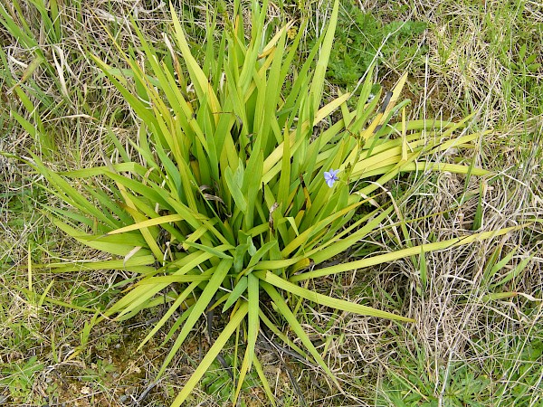 Quiz image