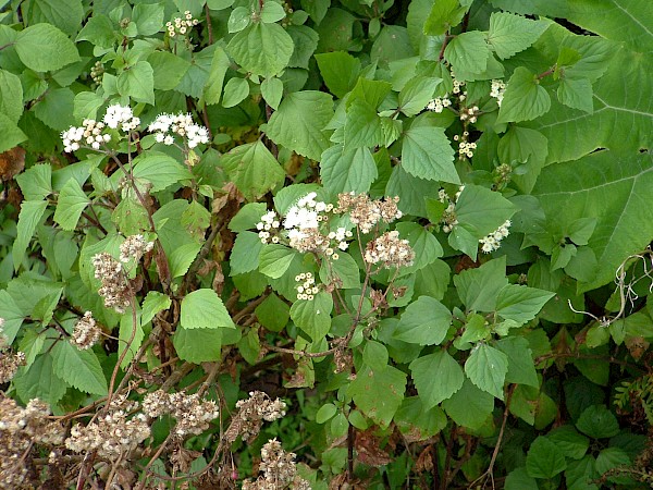 Quiz image