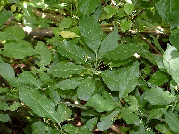 Quiz image