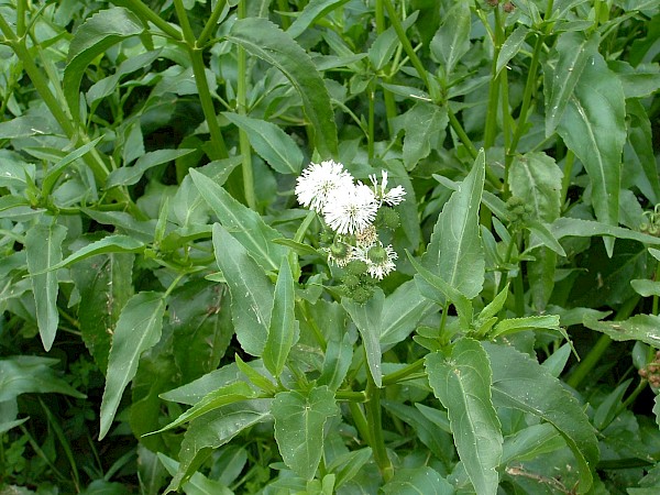 Quiz image