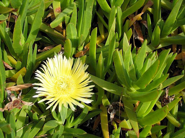 Quiz image