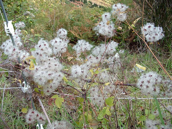 Quiz image