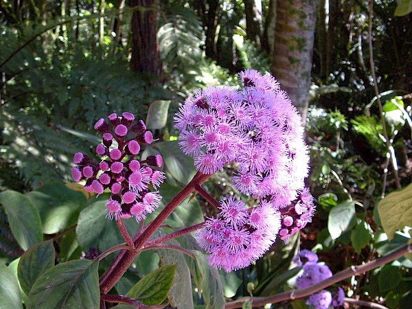 Quiz image