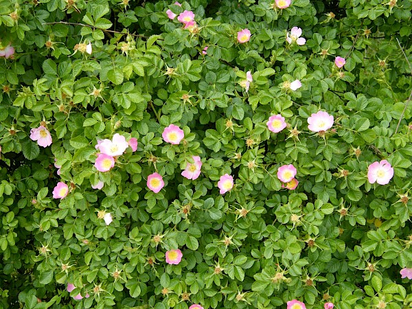 Quiz image