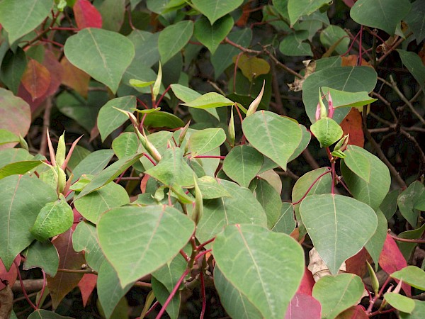 Quiz image