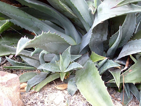 Quiz image