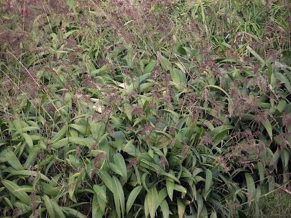 Quiz image