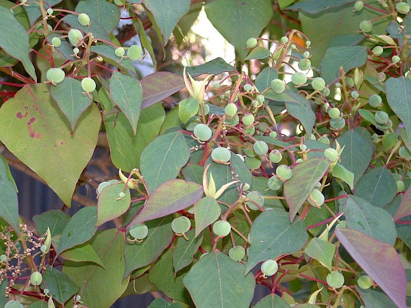 Quiz image