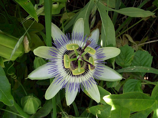 Quiz image