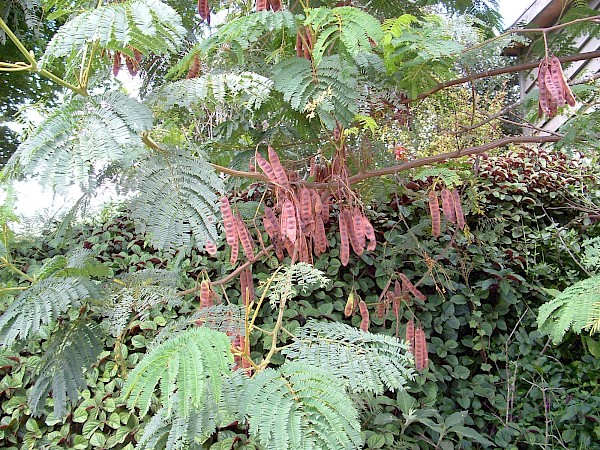 Quiz image