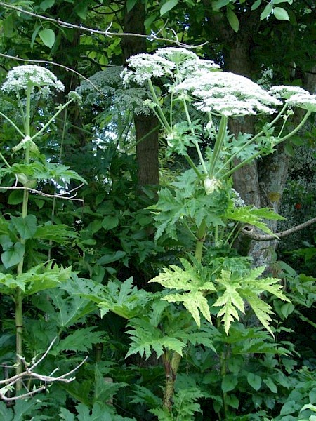 Quiz image
