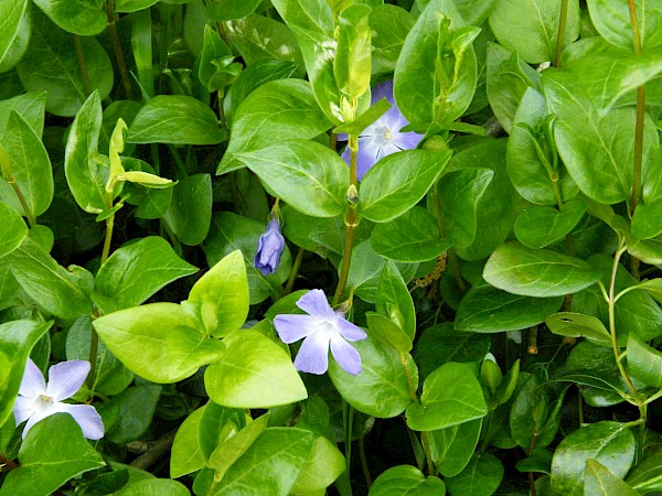 Quiz image