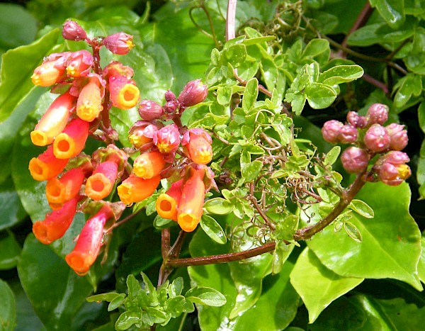 Quiz image