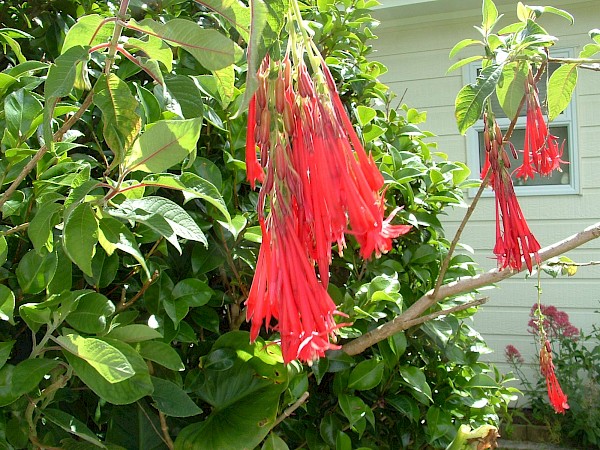 Quiz image