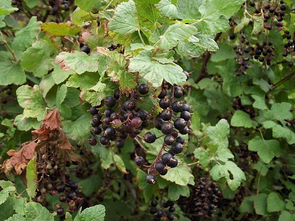 Quiz image