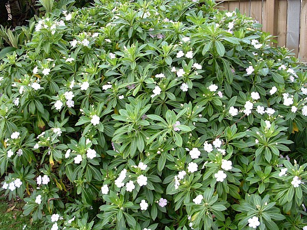 Quiz image