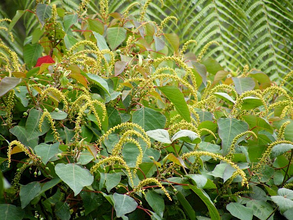Quiz image