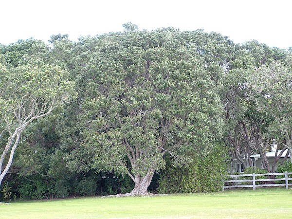 Quiz image