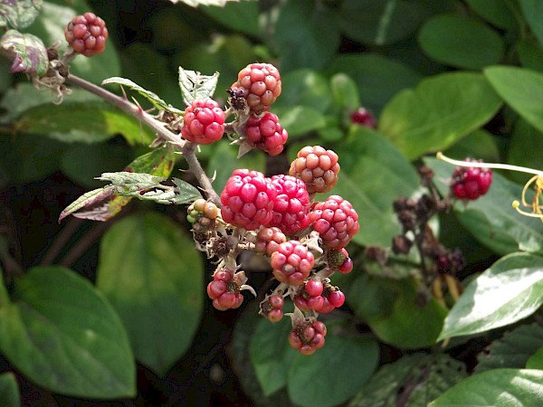 Quiz image