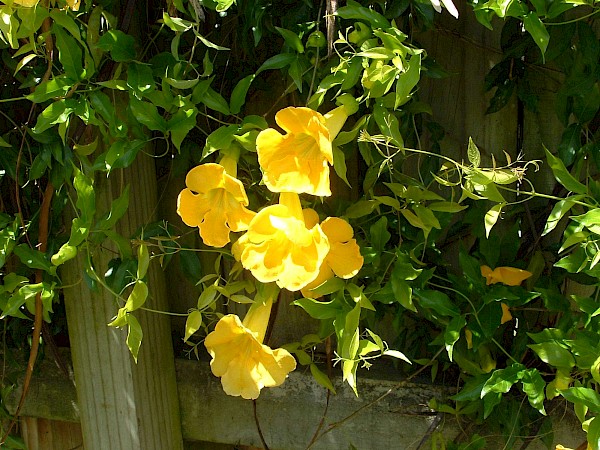 Quiz image