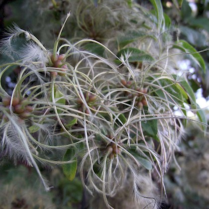 Weed quiz teaser image