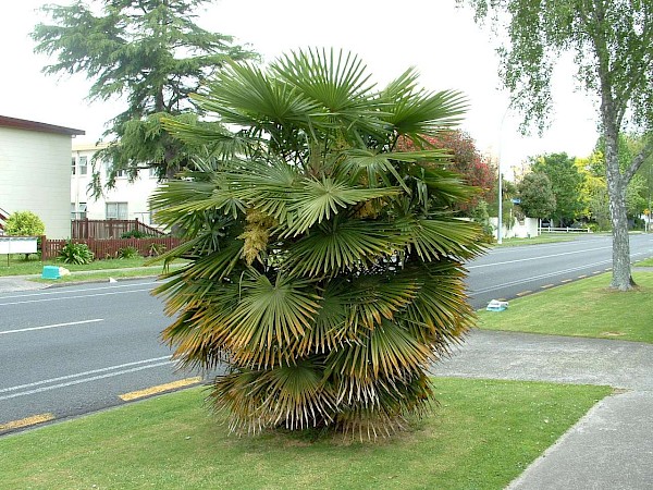 Quiz image