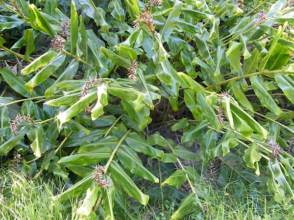 Quiz image