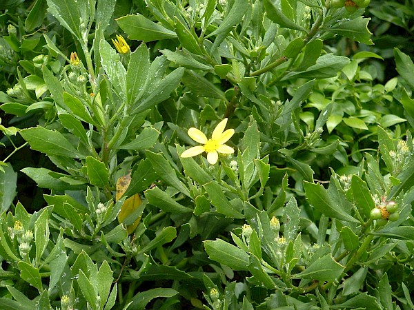 Quiz image