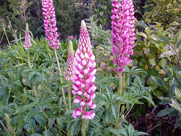 Quiz image