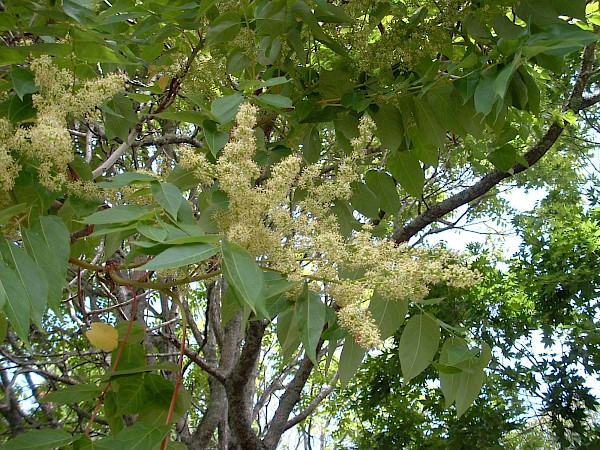 Quiz image