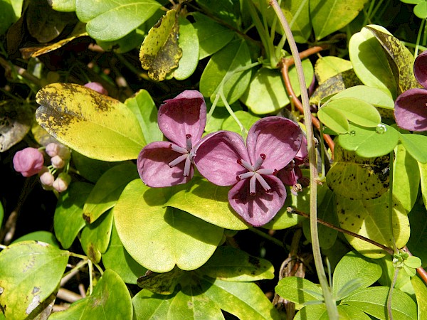 Quiz image