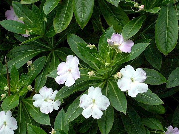 Quiz image