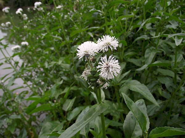 Quiz image