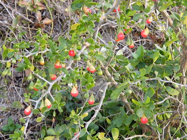 Quiz image
