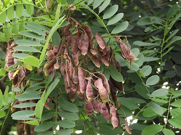 Quiz image